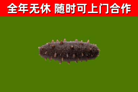 深圳回收海参干